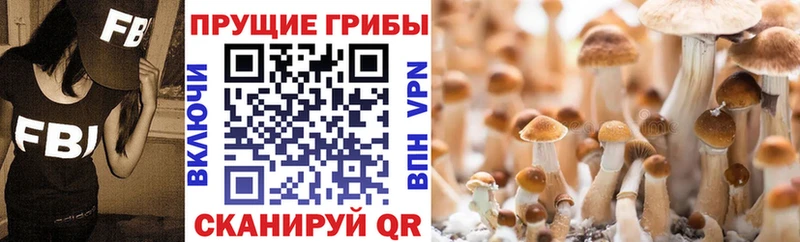 Галлюциногенные грибы Psilocybine cubensis  Алексеевка 